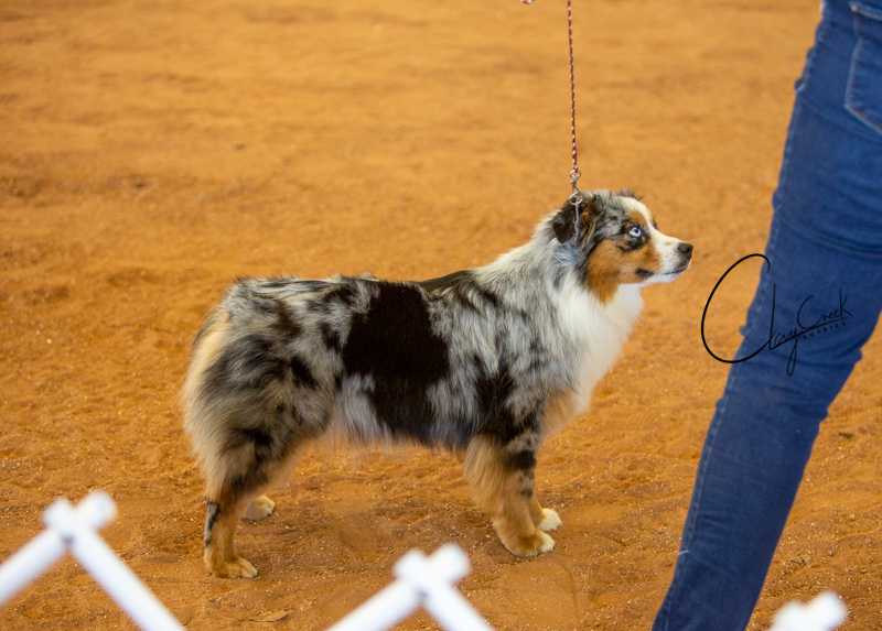 clay_creek_aussies_saucy