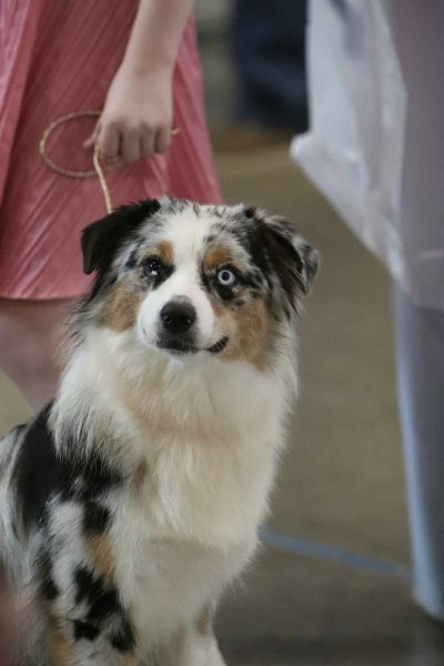 clay_creek_aussies_stash_face