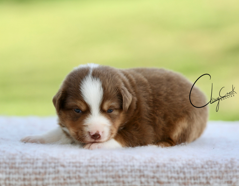 clay_creek_turtle_cheesecake